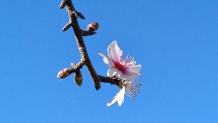 Almendro en flor en Terrassa.