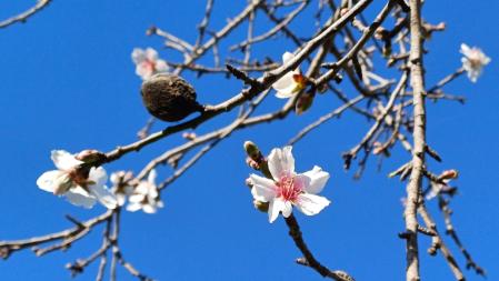 Almendro en flor en Terrassa.