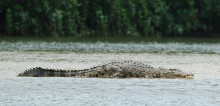Cocodrilo de agua salada
