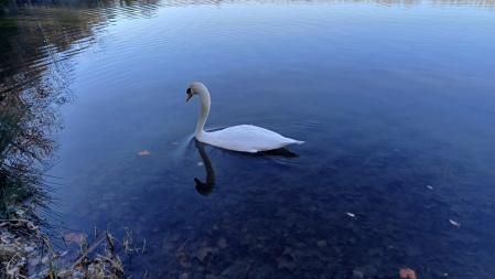 Cisne del lago de Graugés.