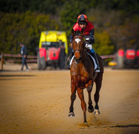 Carreras de pura sangre en Vila-seca.