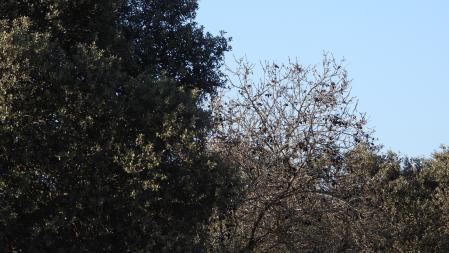 Reto visual: ¿Eres capaz de ver al pinzón en esta fotografía?