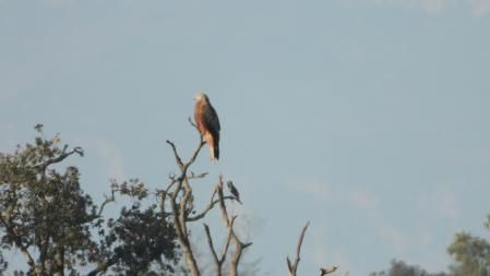 El milano real que buscamos, en detalle.