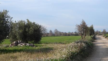 La posición del milano real señalizada.