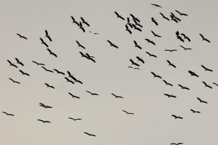 Cigüeñas sobrevolando el pantano de Sau.