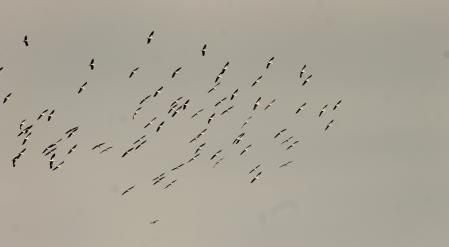 Bandada de cigüeñas sobrevolando el embalse de Sau.