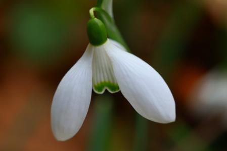 Campanillas de invierno.