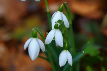 Campanillas de invierno.