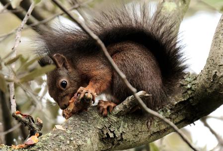 Ardilla roja en un árbol del pantano de Vallvidrera.