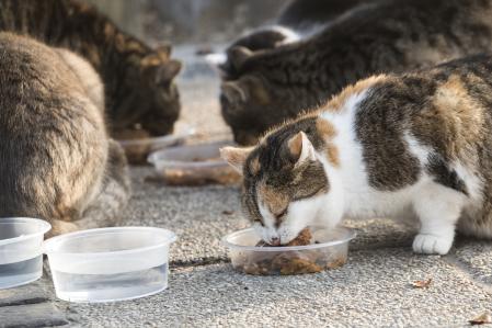 La Ley 7/2023 establece que los municipios deben gestionar éticamente las colonias felinas mediante programas CER (Captura, Esterilización y Retorno), pero muchas localidades no tienen ni los recursos ni la voluntad política para aplicarla