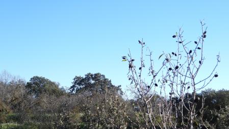 Reto visual: ¿Puedes localizar a las dos abubillas de la imagen?