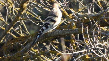 La abubilla que buscamos, en detalle.