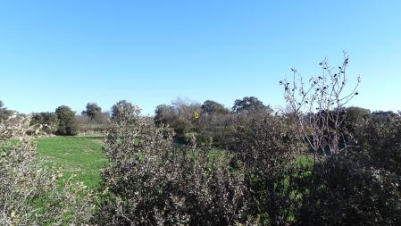 La posición de la abubilla señalizada.