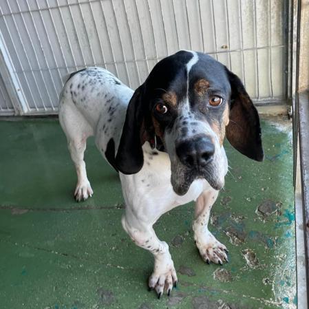 A Tanque le encanta la compañía de las personas y se lleva de maravilla con otros perros