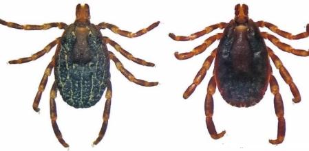 Garrapatas de la especie  'Hyalomma lusitanicum' (Carlos Pradera)