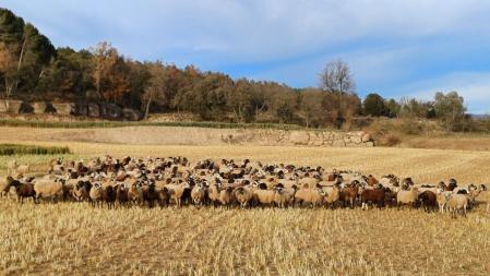 Ovejas en el Solsonès.
