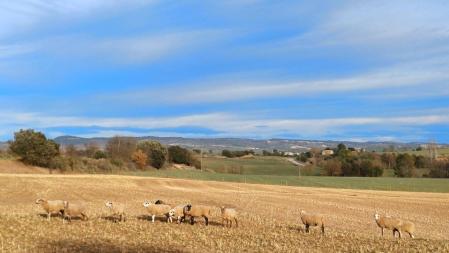 Ovejas en el Solsonès.
