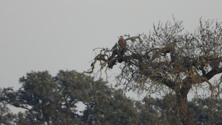 El aligot que buscamos.