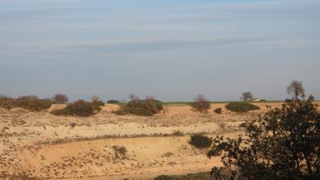 Reto visual: ¿Puedes localizar al aligot en esta imagen?