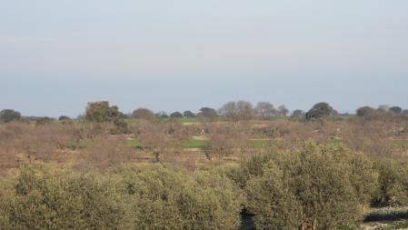 Reto visual: ¿Puedes localizar el águila en esta imagen?
