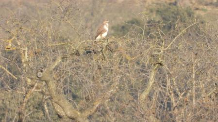 El águila que buscamos, en detalle.