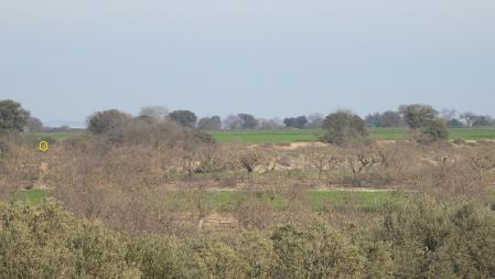 Solución al Reto visual del águila culebrera.