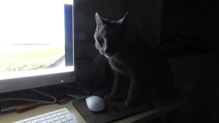 El gato y el ratón (de ordenador).