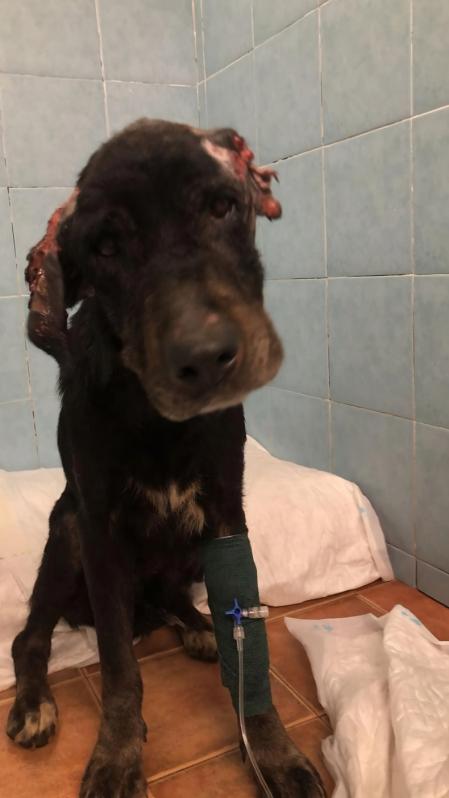 Katana, después de ser rescatada