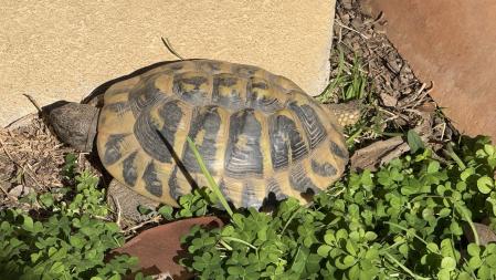 Tortuga despierta en invierno, en Palafrugell.