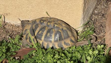 Tortuga despierta en invierno, en Palafrugell.