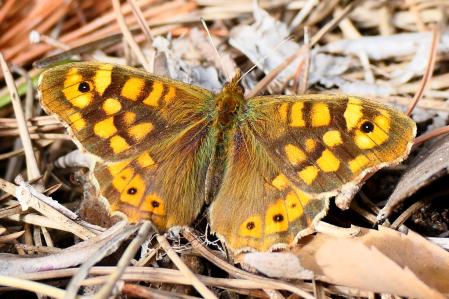 La mariposa saltacercas.