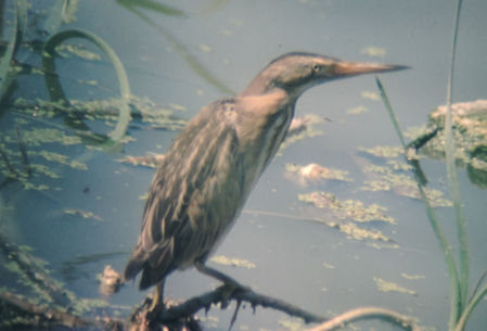 Avetorillo, en la Albufera.