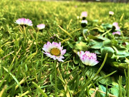 Las margaritas (Bellis perennis) ya están floreciendo en Campdevànol