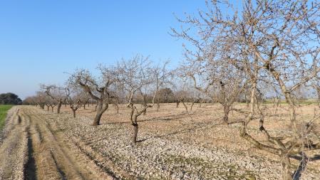 Reto visual: ¿Puedes señalizar dónde están los dos conejos?