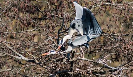 La garza real vista desde el mirador en Les Masies de Voltregà.