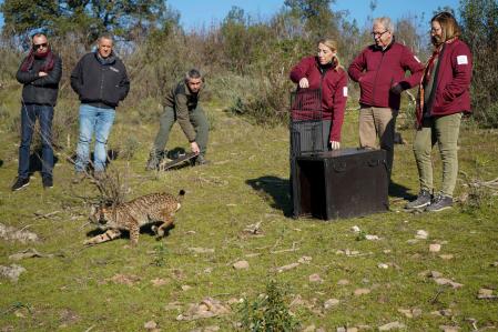 La presidenta de la Junta de Extremadura, María Guardiola, participa en la suelta de “Orvalho”, un ejemplar macho de lince ibérico nacido en libertad en el año 2017 y que apareció en Extremadura en octubre de 2019