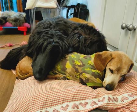 Parche con sus hermanos perrunos