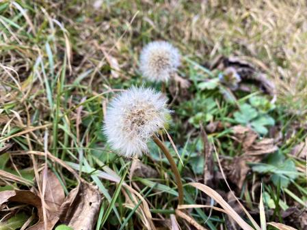 Dos dientes de león en el campo de Campdevànol.