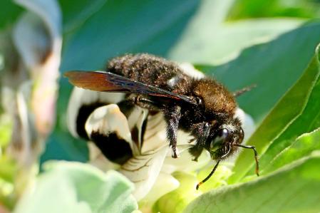 Abejorro carpintero en el Monasterio de Pedralbes.