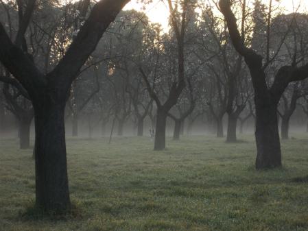 Los rayos de sol se filtran entre las ramas de los árboles del parque de la Quinta de los Molinos.