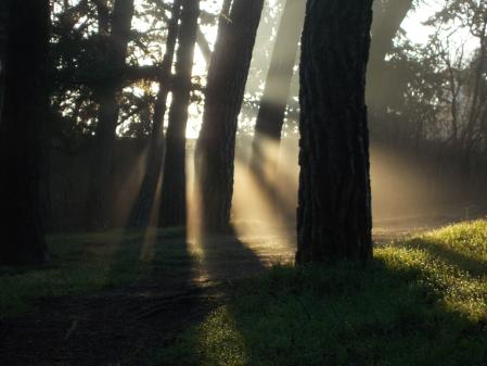 Los rayos de sol se filtran entre las ramas de los árboles del parque de la Quinta de los Molinos.