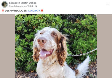 El mensaje de Elisabeth Martin Ochoa en sus redes sociales buscando a su perro, Rex&nbsp;