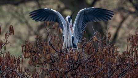 Mirador de las garzas en Osona.