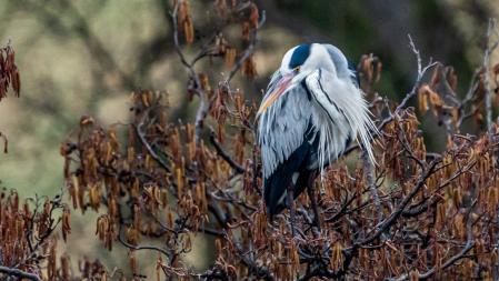 Mirador de las garzas en Osona.