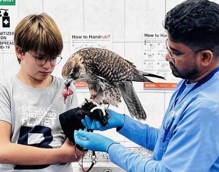 Hospital de halcones en Abu Dabi