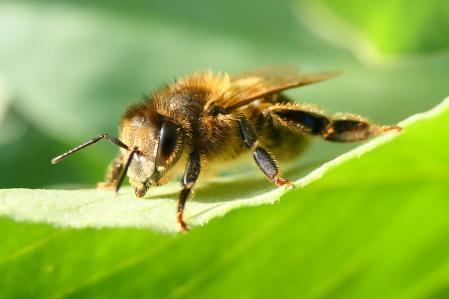 La abeja en las flores de habas, a mediados de febrero.
