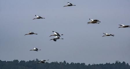 Cigüeñas en Olost.