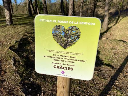Roure de la Senyora, en Sant Boi de Lluçanès.