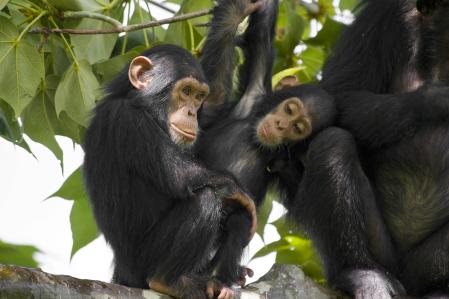 Algunos científicos sostienen que los chimpancés experimentan emociones comparables a las humanas, aunque menos complejas