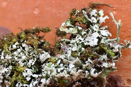 Cladonia foliacea .